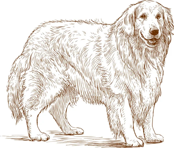 Boceto de un golden retriever — Vector de stock