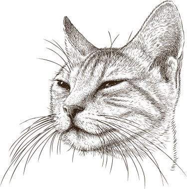 kurnaz bir kedi portresi