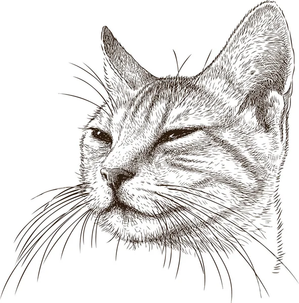 Porträt einer listigen Katze — Stockvektor