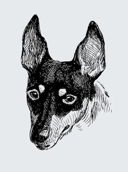 Tête d'un chien aux oreilles — Image vectorielle