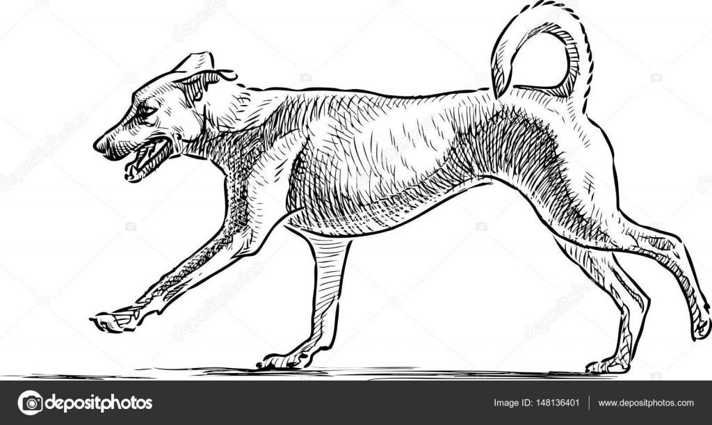 Fotografie Cane Che Corre Disegno Schizzo Di Un Cane Che