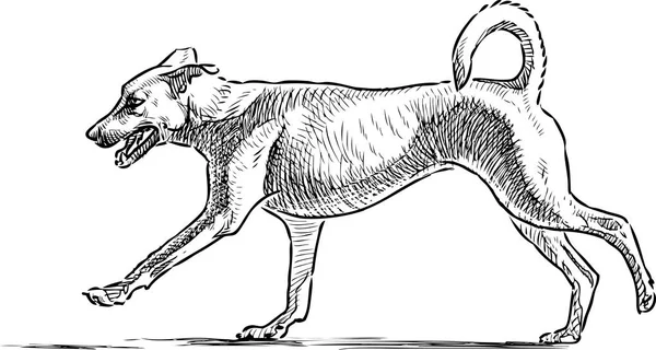 Croquis d'un chien de course — Image vectorielle