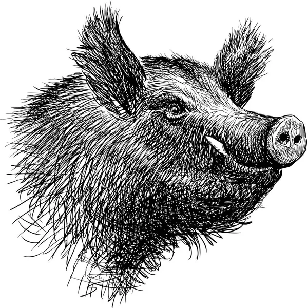 Head of a wild boar — Stock Vector