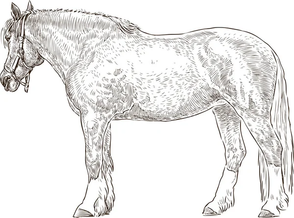 Croquis d'un cheval harnaché fatigué — Image vectorielle