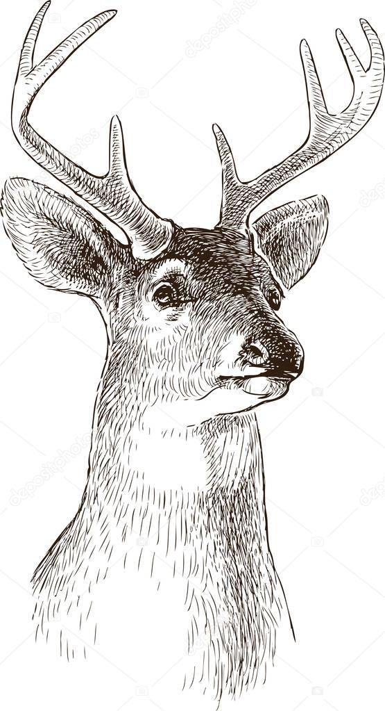 head of an young deer