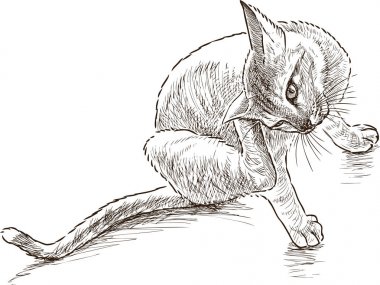 bir kulak arkasında kedi tırmalamak