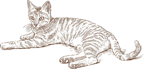 Boceto de un gato de rayas mentiroso — Vector de stock