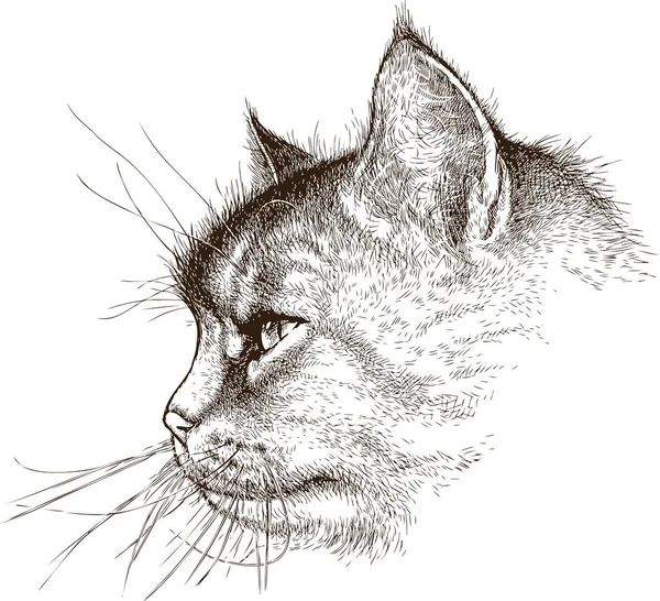 Sketsa kepala kucing domestik - Stok Vektor