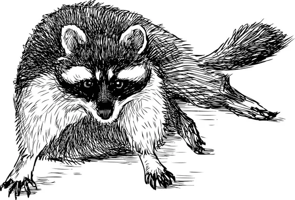 Croquis d'un raton laveur gras — Image vectorielle