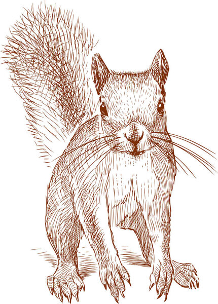 Sketch of a small red squirrel