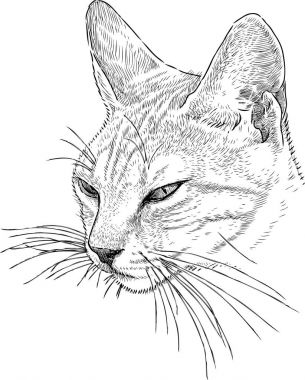 Uykulu kedi başkanı