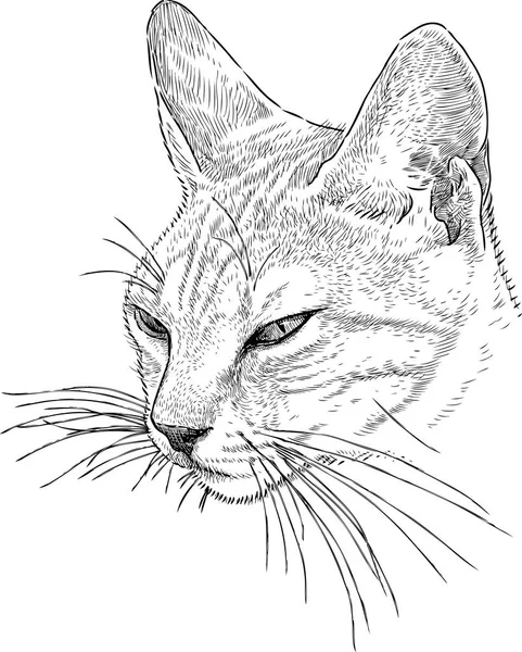 Cabeza de un gato soñoliento — Vector de stock