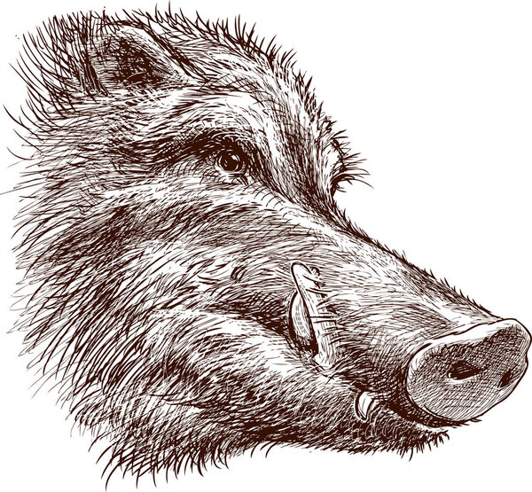 Muzzle of a wild boar