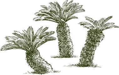 küçük palmiye ağaçları çizimler