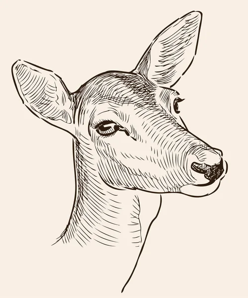 Head of a roe deer — Stock Vector