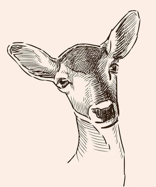 Portrait sketch of a roe deer — Stock Vector