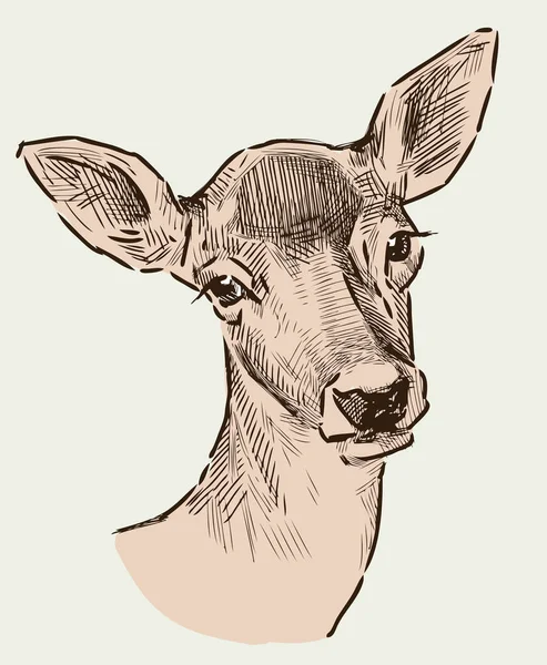 Portrét roe deer — Stockový vektor