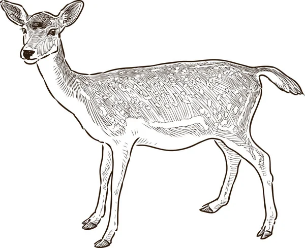Kroki bir genç geyik — Stok Vektör