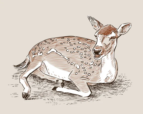 A roe deer is lying — Stock Vector