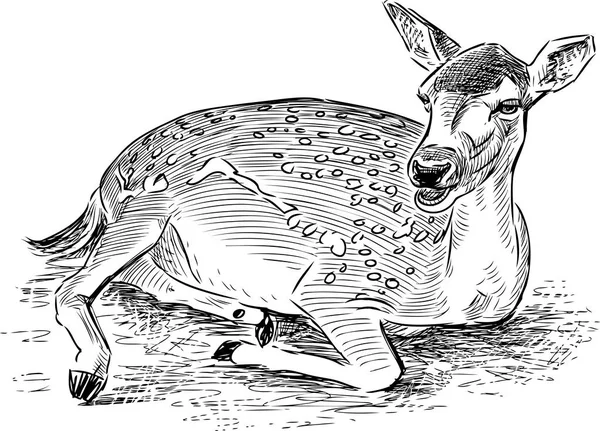 Эскиз лживого оленя — стоковый вектор