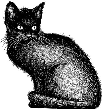 siyah yavru kedi taslağını