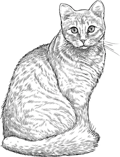 Эскиз домашней кошки — стоковый вектор