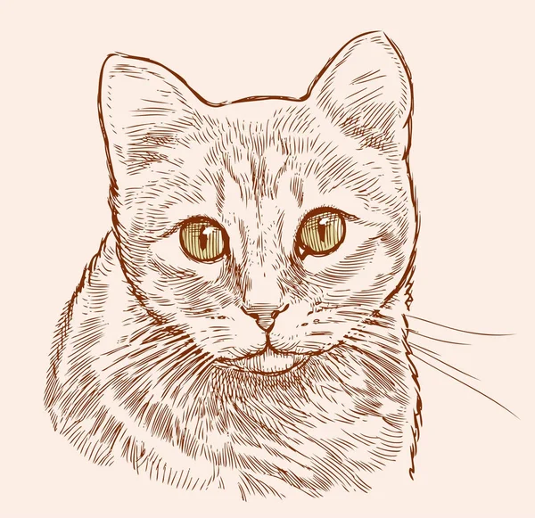 Sketch portrait of a house cat — Stock Vector