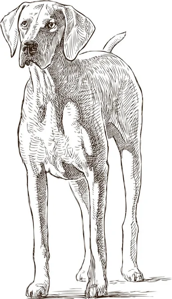 Sketsa dari anjing hound - Stok Vektor