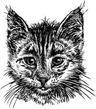 bir ev kedi yavrusu portresi