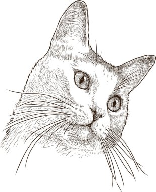 bir ev kedisi portresi