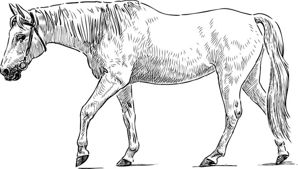 Bílý Kůň Jde Procházku — Stockový vektor