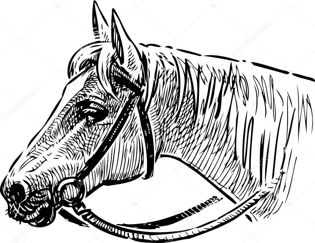 Head of a horse in a bridle