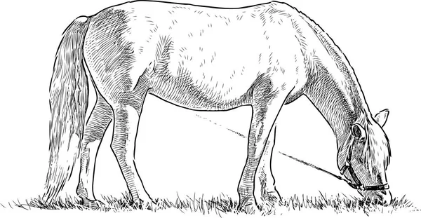 Лошадь Пасущаяся Лугу — стоковый вектор