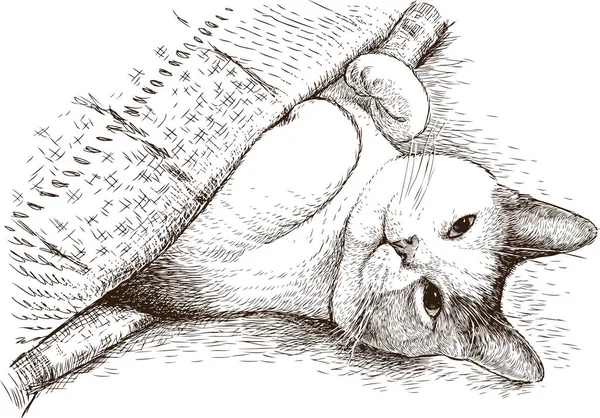 Gato Doméstico Está Dormindo Sob Cobertor —  Vetores de Stock