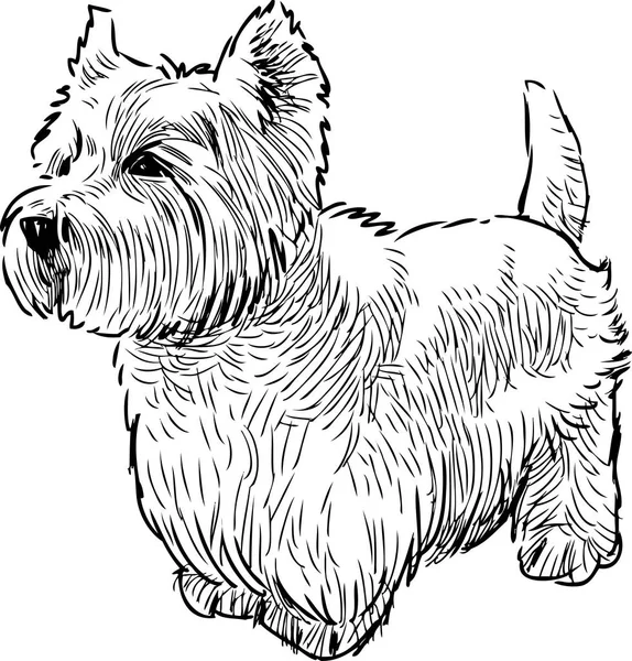 Terrier Scozzese Attesa — Vettoriale Stock