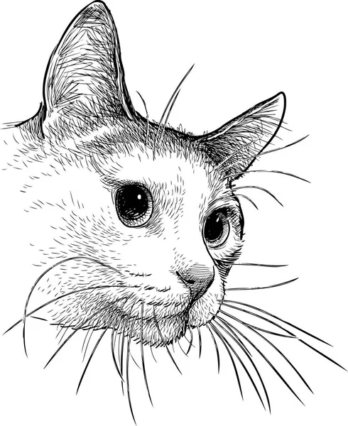 Gato Doméstico Observa — Vector de stock