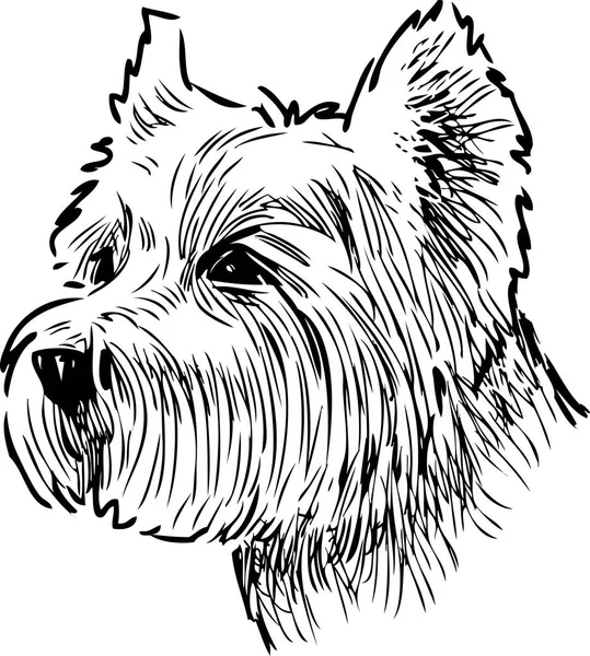 Retrato Terrier Escocés — Archivo Imágenes Vectoriales