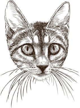 küçük bir yavru kedi portresi kroki