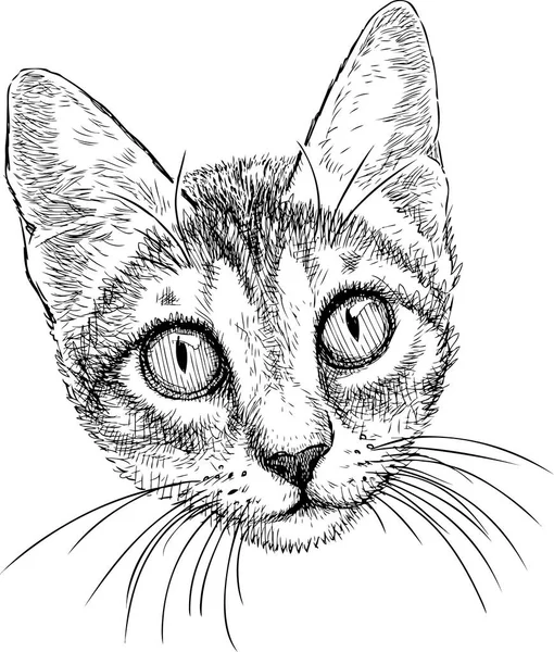 Portrait Sketch Small Kitten — Stock Vector