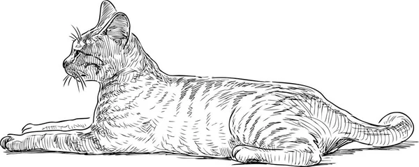 若い猫のスケッチ — ストックベクタ
