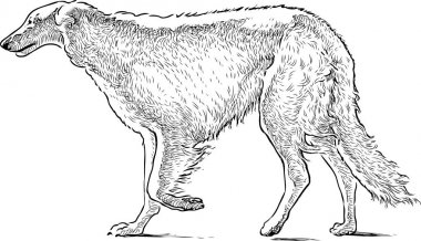 Yürüyen bir greyhound taslağını