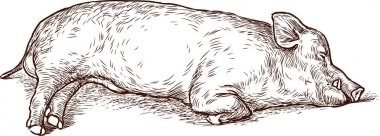 Uyuyan bir domuz taslağını