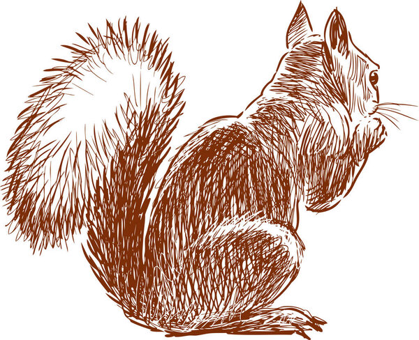 Sketch of a small squirrel