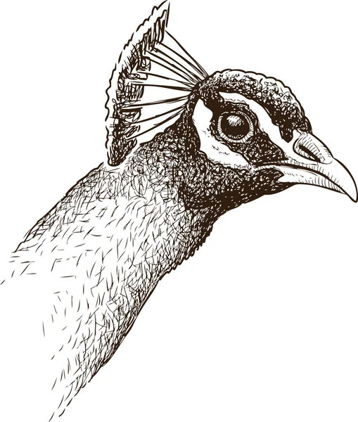 Sketch Peacock Head — Stock Vector