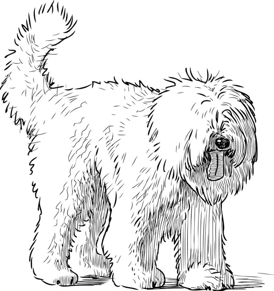 Ескіз Кошлатого Собаки — стоковий вектор