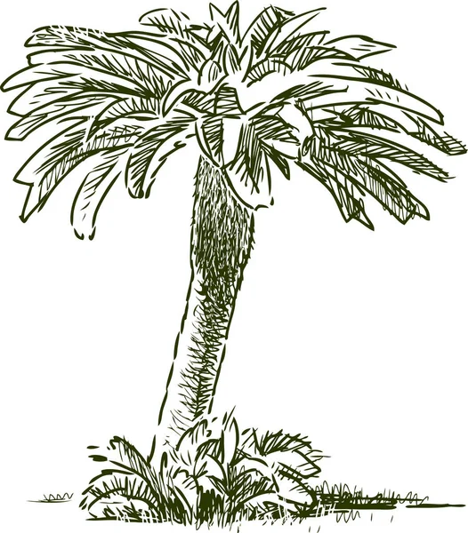 Croquis Petit Palmier Tropical — Image vectorielle