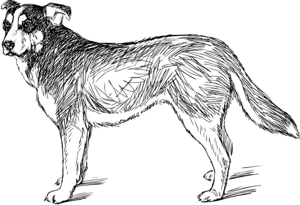Skizze Eines Wachhundes — Stockvektor