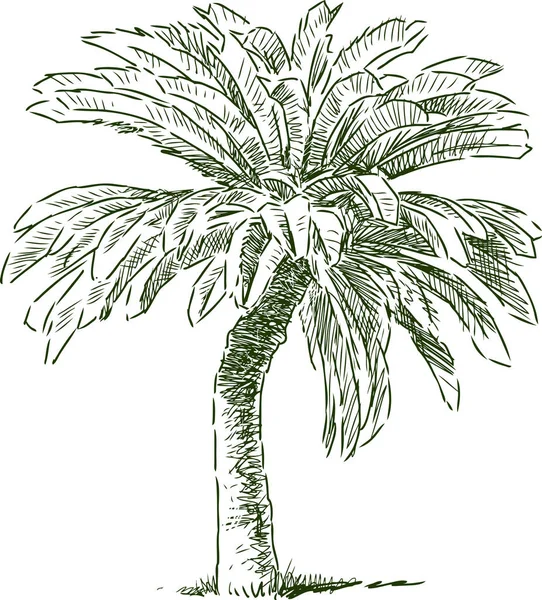 Croquis Palmier Tropical — Image vectorielle