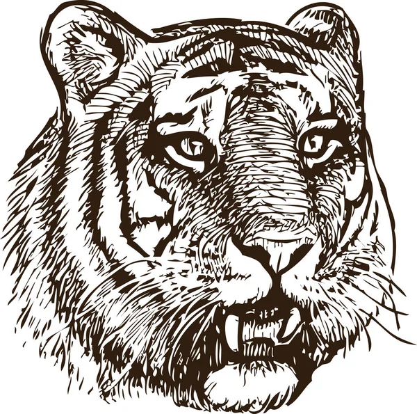 Skizze Eines Tigerkopfes — Stockvektor