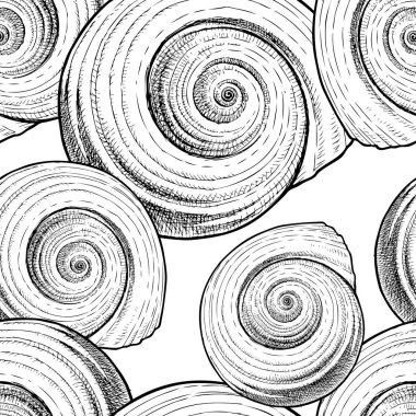 Çizilmiş sarmal deniz kabuklarını paterni